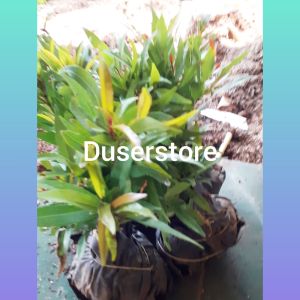 Tanaman hias hiduppucuk merah paket 10 pohon