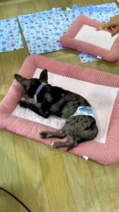 Petcho ที่นอนเย็น สำหรับตวดาคุณค่าที่ต้องการ บริการเครื่องดื่มสำหรับเลี้ยง, แมว, สูงแดง, หมา, และเย็น ผ้าเองระบายความเย็น และเลือกผ้าเย็นที่นอนสัตว์เลี้ยง ให้สุขภาพสุขภาพสำหรับ��