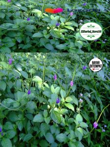 Daun Pecut Kuda Segar 250 Gram Atau Daun Jarong Fresh