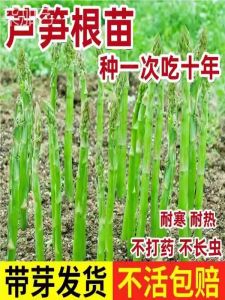 Purple Asparagus Seedlings Rooted Plant for Potted Gardening Balcony Vegetable Four Seasons Perennial Roots Growing in Courtyard