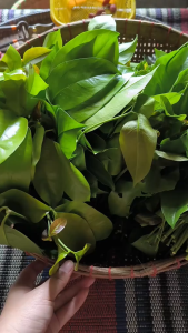 Daun Melinjo Segar/ Daun Tangkil Segar Pucuk Muda – Dipetik Fresh Saat Pemesanan