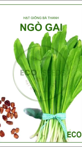 [EcoSeeds] Combo Tiết Kiệm 5 Gói Hạt Giống Ngò Gai (Mùi Tàu Mùi Gai) - Sinh Trưởng Mạnh - Gói 10g