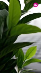 SiamLatex ท็อปเปอร์ ใยขนเป็ดเทียม Designate หนา 4 นิ้ว (ขนาด 3.5/5/6 ฟุต) นุ่ม ฟู พร้อมสายรัด 4 มุม ใช้เป็นที่นอนเสริมได้