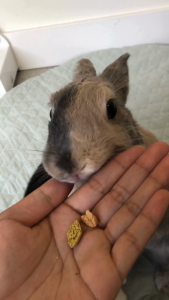 Only Veggies Variety Pack | No Furries Delights | Small Animal & Bird Treats