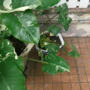 💥💥Oversize Vest mink fur coat💥💥เสื้อขนมิ้งค์แท้ กั้ก Oversize สวยมาก ขนนุ่ม มือ2 สภาพดี