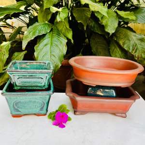 Compo 4 chậu Bát Tràng trồng sen đá bonsai mini