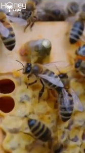 100% Natural Wild Honey - Rich & Aromatic Boosts Immunity Soothes Cough Naturally Beautify 120ml