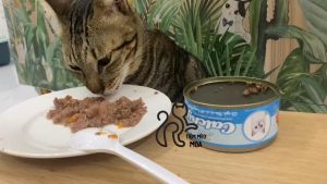 Pate Catchy 5Plus lon 160gram - Pate cho mèo mọi lứa tuổi - Tiệm Mèo Moa