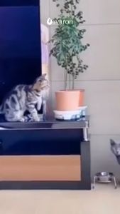 IVARON PENGUSIR KUCING SEMPROTAN ANTI KUCING CAIRAN ANTI KUCING PUP PIPIS SEMBARANGAN CAT REPELLENT