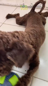 Mainan Kucing Anjing Bola Gigit Bunyi Tahan Sobek Hewan PeliharaanSqueaky Dog Toys