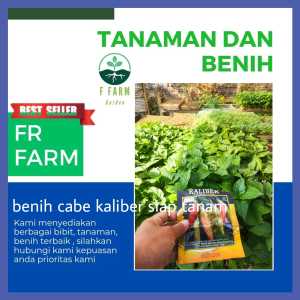 benih cabe rawit merah kaliber paket hemat 50 batang siap tanam