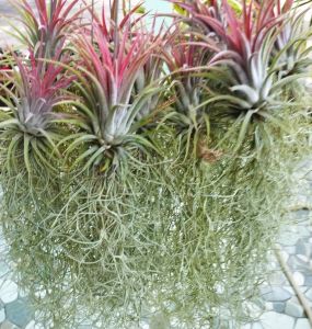 เคราฤาษี หนวดฤาษี สับปะรดสีไอโอนันทา เปลี่ยนสีตามฤดู พืชฟอกอากาส ไม้รากอากาศ ไม่ต้องใช้ดินในการปลูก ดูแลรักษาง่าย