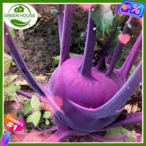 Green House® - Purple Vienna Kohl Rabi Seeds for Planting Vegetables (40 Seed) incl. Instruction Kohlrabi Plant