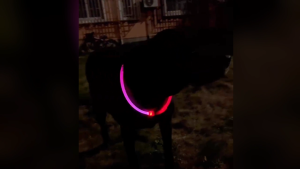 【SG】Laroo Rainbow Glow LED Dog Cat Collar USB Rechargeable Light Water Resistant Flashing 100% Authentic DIY Cuttable Fast Delivery