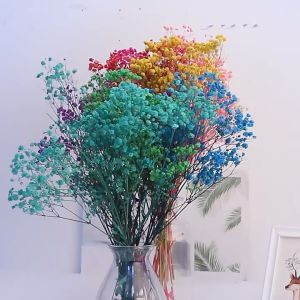 (120G) PRESERVED BABY BREATH Gypsophila Dried Dry Bouquet Flower - Living Home Decor - Bunga Hiasan Rumah - Length: 50-55CM - Weight: 80-120Gram - Cameron White: 60-70gram - SHIP FROM MALAYSIA 🇲🇾 - Please Allow 5-10% Measurement Difference