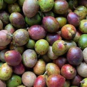 Bibit Pohon Matoa Unggulan Super Cepat Berbuah