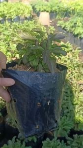 ต้นกระเพราแดง ต้นกล้าแข็งแรงพร้อมปลูกลงดิน ผักสวนครัว ให้ผลผลิตเร็ว