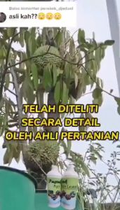 Pupuk Penyubur Dan Pelebat Buah Pupuk Agro Lestari Kemasan 1 Liter