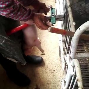 Castration tool castration holder for piglets holder piglet castration tool piglet castration frame piglet tool set