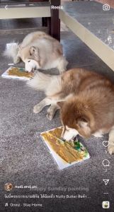 เนยถั่วหมาแมว ขนมกินเล่น สำหรับหมาแมวกินยาก Bellas Bites Nutty Butter for Cats and Dogs 230g