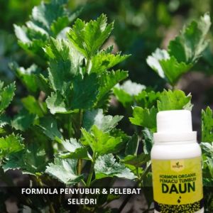 Pupuk Penyubur Tanaman Seledri: Cara Meningkatkan Pertumbuhan & Produksi