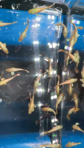 24k Gold Guppy Fish (10pcs Male only)/ Livefish/ Freshwater/ 24k金孔雀鱼