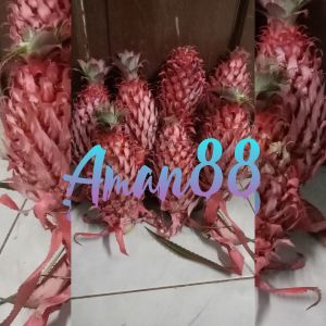 Buah nanas merah nanas muda nanas hutan nanas sabrang segar BELI DUA GRATIS 1