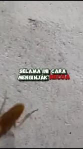 PEMBASMI KECOA AMPUH (REFILL 1 LITER) Membasmi Dalam Beberapa Detik