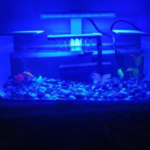 lampu led aquarium biru 10 mata 5v