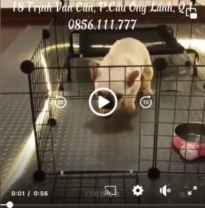 Các mẫu chuồng chó mèo thú cưng màu hồng xinh chuồng chó mèo lắp ghép đa năng