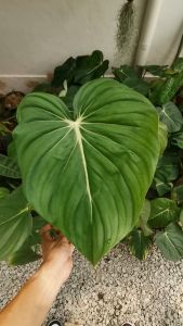 Philodendron McDowell live plant  The Plant Project