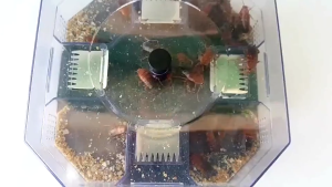 ที่ดักแมลงสาบ กับดักแมลงสาบ ดักแมลงสาบ ล่แมลงสาบ ฆ่าแมลงสาบ ผลิตภัณฑ์กำจัดแมลง ใช้ได้กับภายนอกและภายในบ้าน