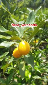 Bibit Jeruk Nagami Sudah Berbuah Batang Besar