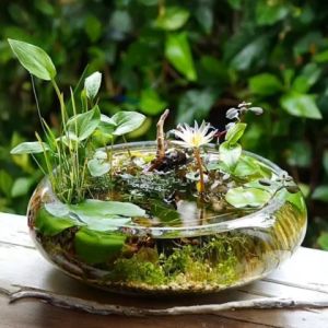 Bể Thuỷ Tinh - Chậu Nuôi Cá Trông Cây Bonsai Để Bàn BS01 Glass Contaier Φ 20cm