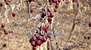 无硫 特级新疆灰枣 大红枣Red Dates Size M 500g Kurma Merah Premium Grade Sulphur Free 南枣 鸡心红枣 补血 美容养颜