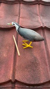 Patung Pemikat Burung Ruak Ruak Wak Wak Wakwak Terbaru Mirip Aslinya