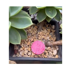 Lọ 22 Viên Phân Bón Hữu Cơ Tan Chậm Siêu Dưỡng Dành Cho Cây Cảnh Bonsai Và Hoa-NIEVE