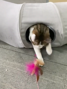 Lovinland Cat Tunnel Indoor Cat Toy Collapsible S-Shaped Play Tube House for Cats Puppies Rabbits Ferrets Cat Toy Gift With Interactive Ball