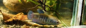 Bangkok better blue fish ( female)