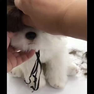 Pet Wigs Cosplay Props Dog Cat Cross-Dressing Hair Set Photography Funny Props Head Accessories Prank Pet Supplies Costumes DIY