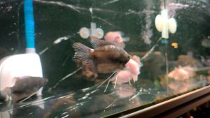 Kaloi Sabah/沙巴红尾加雷  5-6inch