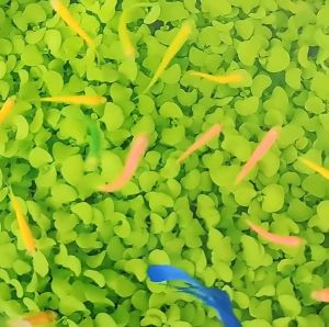 แมลงพันธ์ู่ วิธีการปลูก 5 กรัม มี 6 พันธุ์ พร้อม เมล็ดพันธ์ู่ ต้นไม้ ปลูก ซองละ น้ำ มี วิธีการปลูก