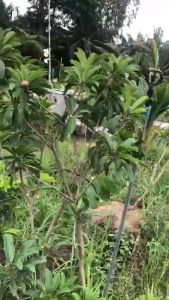 SAPÔ MEHICO CHIẾT NHÁNH TRÁI LỚNcây cao trung bình 80cm den 1m5