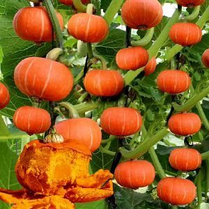 🍊เมล็ดพันธุ์ฝักทองพวงส้ม20เมล็ด🍊 ซองใหญ่ พร้อมส่ง