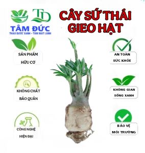 1 cây sứ thái giống gieo từ hạt