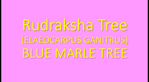 LIVE PLANT : RUDRAKSHA (ருத்ராட்சம்) • ELAEOCARPUS GANITRUS • SACRED BLUEBERRY • RUDRA’S EYE SEED • TEARS OF SHIVA •