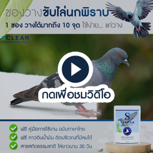 ซองผงไล่นก ที่วางไล่นกพิราบ 2in1 ฟรี กาวติดให้ซองอยู่กับที่ ไล่นก ไล่อีกา ไล่นกพิราบ ที่วางไล่นก ไล่ได้ยาวนาน ฟรี คู่มือการใช้งาน ส่งทุกวัน ไล่นก จากสารสกัดธรรมชาติ