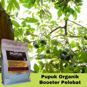 Pupuk Pelebat Buah Alpukat Organik: Booster Cepat Berbuah Lebat Tidak Rontok & Penyubur Tanaman