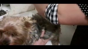 COD BaoRun Pro Alat Cukur Elektrik Bulu Hewan Pet Dog Clipper - P6 / alat cukur domba garut terlaris hewan peliharaan terbaik portable baterai awet kuat kambing kucing anjing elektrik paling di cari rekomended awet bahan berkualitas terbaru viral kokoh