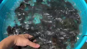 1liters 5liters Em Active Fertilizer Em4. Perternakan pertanaman perikanan pembersihan rumah